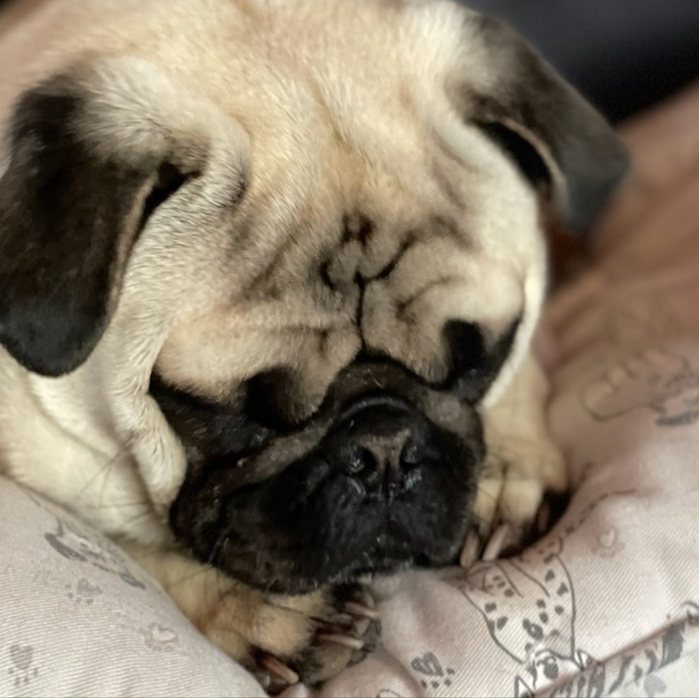 Meet your Posher, Dahlia